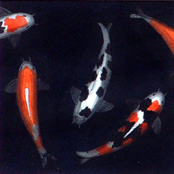 Koi