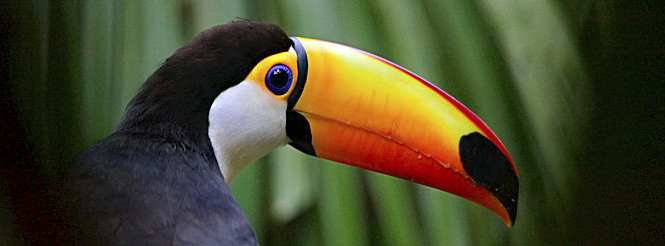 Toucan